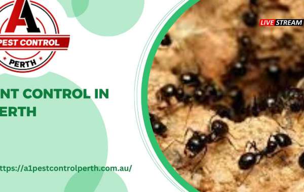 Ant Control In Perth