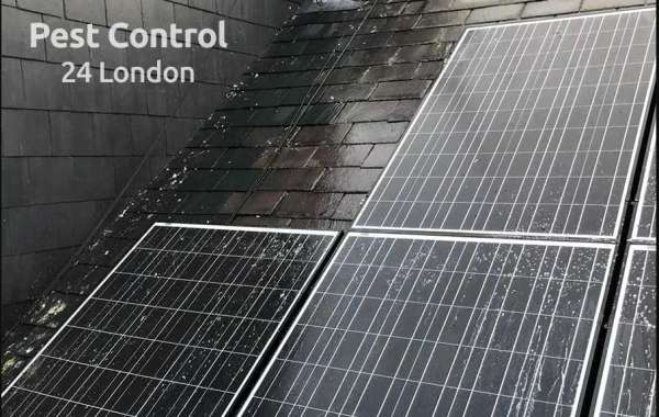 A pest-free environment with effective pest control services in London