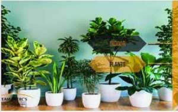 Green Oasis in the City of Lights: Where and How to Buy Plants in Karachi